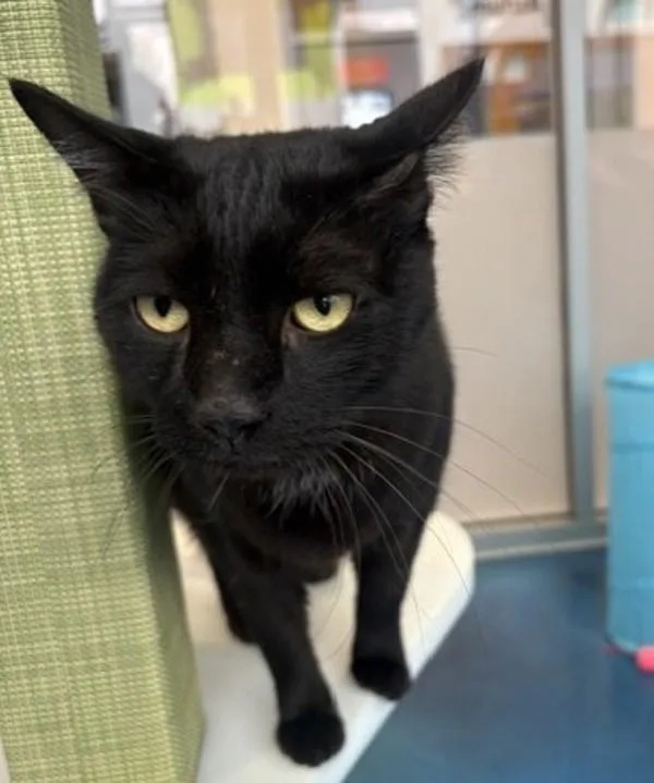 An adult small-sized male Domestic Short Hair cat named Mayo for adoption in San Diego, CA