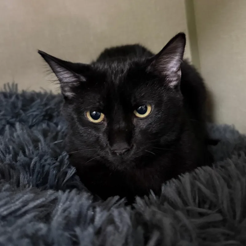 A baby small-sized male Black Domestic Short Hair cat named Apollo for adoption in Denver, CO