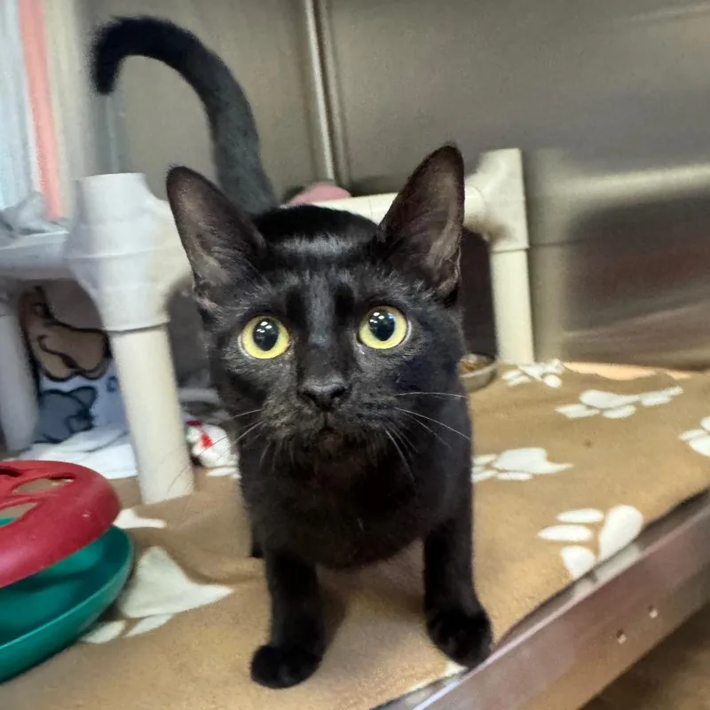 A baby small-sized female Black Domestic Short Hair cat named Spring for adoption in Kyle, TX