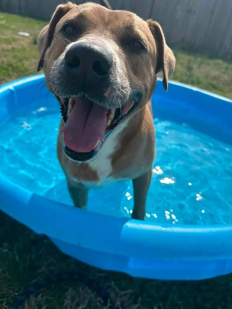 An adult medium-sized female Mixed Breed dog named Pup pup for adoption in Fond Du Lac, WI
