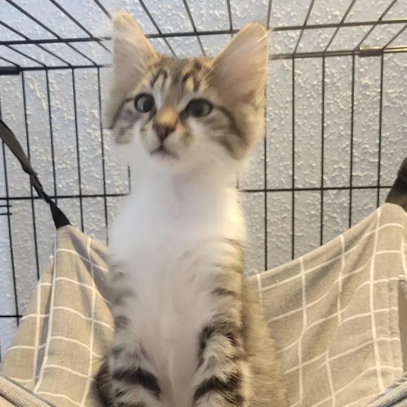 A baby small-sized male Domestic Medium Hair cat named Luke for adoption in Portage, MI