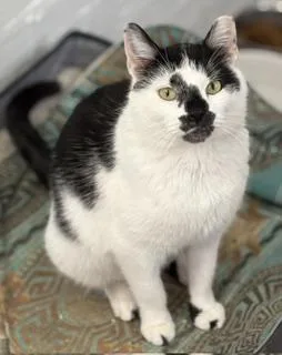 An adult medium-sized female Black Domestic Short Hair cat named Trudy for adoption in Philadelphia, PA