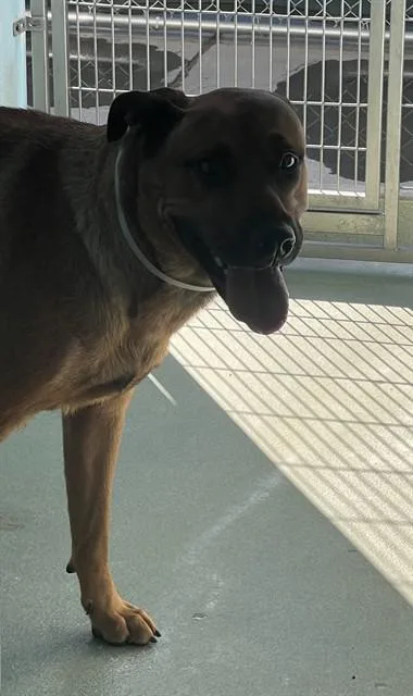 An adult large-sized female German Shepherd Dog dog named A for adoption in Baldwin Park, CA