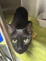 An adult medium-sized male Domestic Short Hair cat named Frank for adoption in Blue Springs, MO