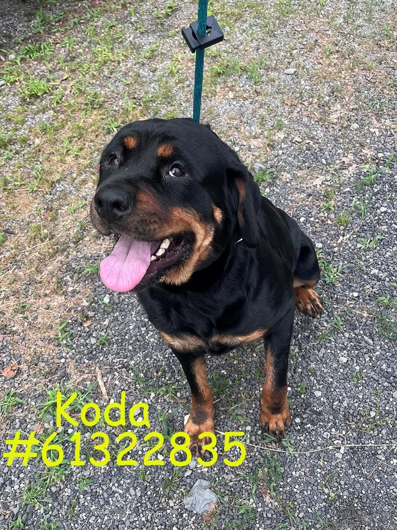An adult large-sized female Black Rottweiler dog named Koda for adoption in Wilkes Barre, PA