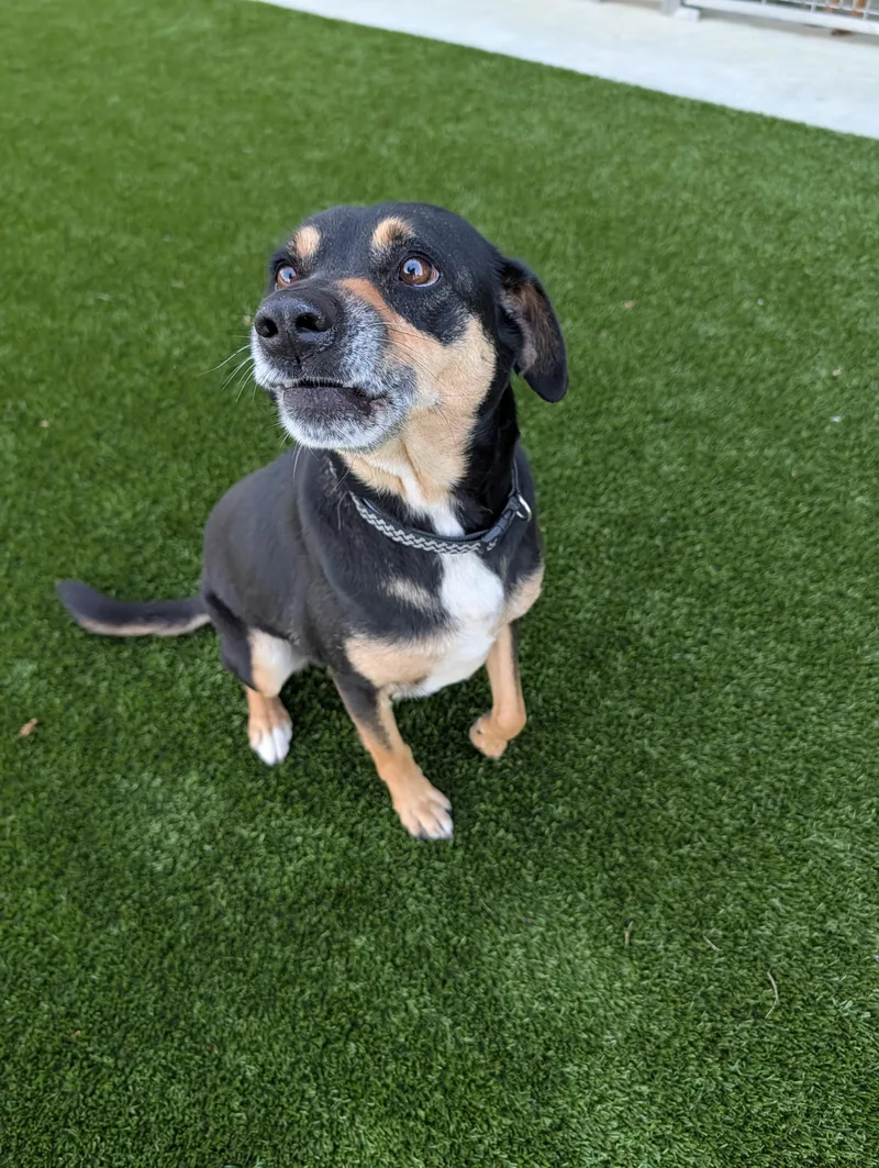 An adult medium-sized female Black and Tan Coonhound dog named Holly for adoption in Winnsboro, TX
