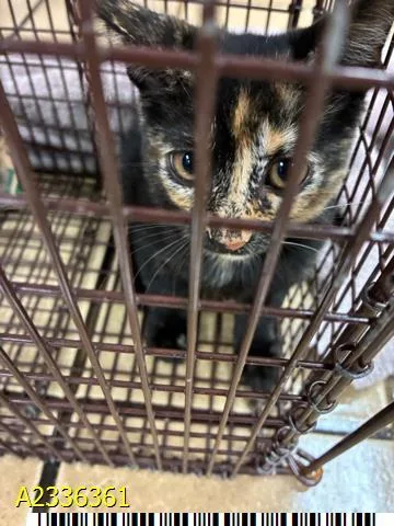 A baby small-sized female Domestic Short Hair cat named Clara for adoption in West Palm Beach, FL