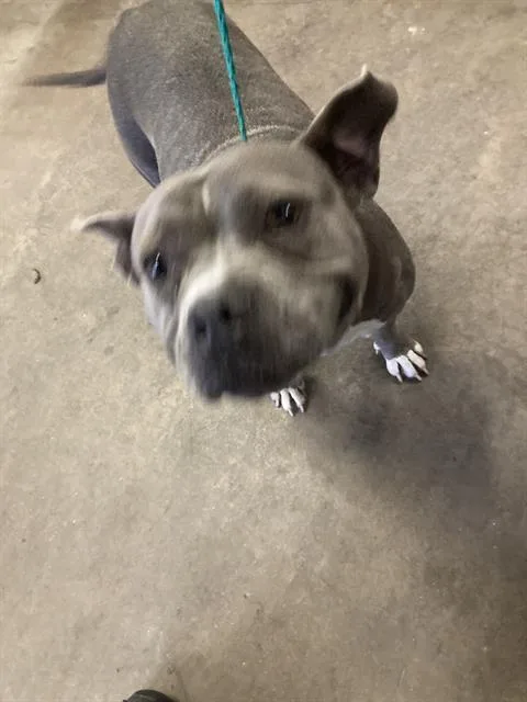 An adult medium-sized female Pit Bull Terrier dog named Juanita for adoption in Dallas, TX