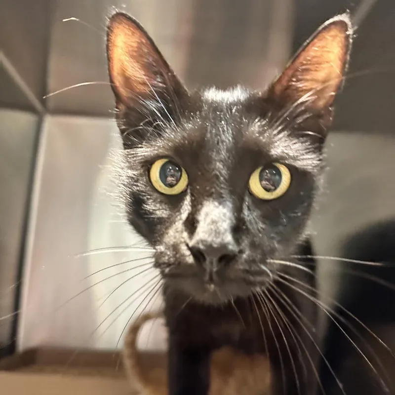 An adult medium-sized female Black Domestic Short Hair cat named Hermoine for adoption in Chattanooga, TN