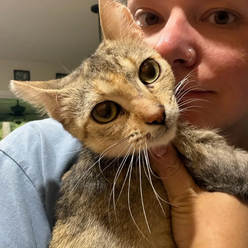 An adult medium-sized female Brown / Chocolate Domestic Short Hair cat named Yoshi for adoption in Melrose, FL