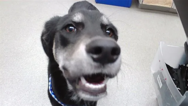 A young medium-sized male Australian Cattle Dog / Blue Heeler dog named Cheese for adoption in Omaha, NE