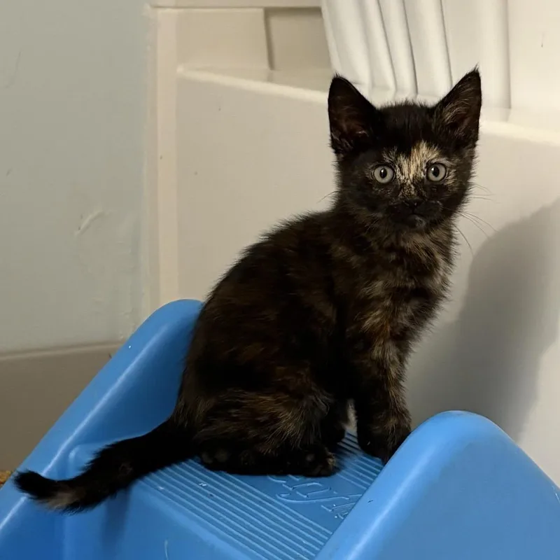 A baby small-sized female Tortoiseshell Domestic Short Hair cat named Tostada for adoption in Granville, OH