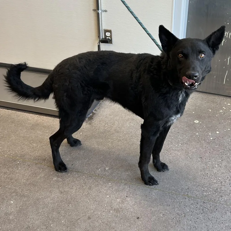 An adult large-sized male Black Mixed Breed dog named Bear for adoption in Las Cruces, NM