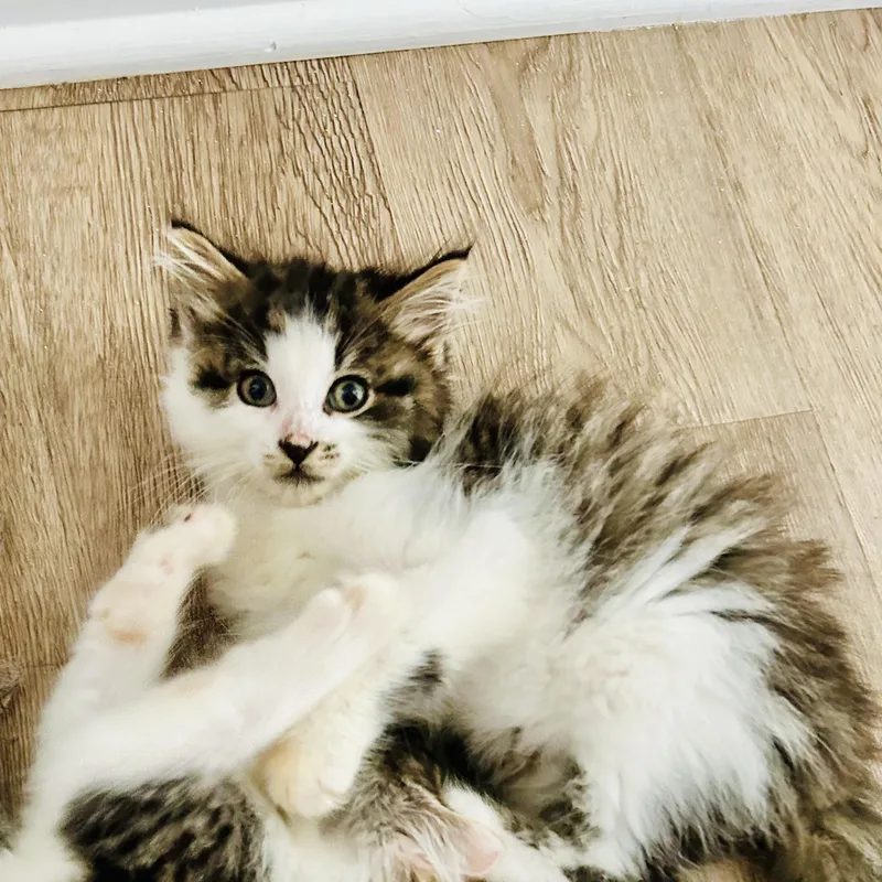 A baby small-sized male Tabby (Gray / Blue / Silver) Domestic Long Hair cat named Cotton for adoption in Richmond, VA