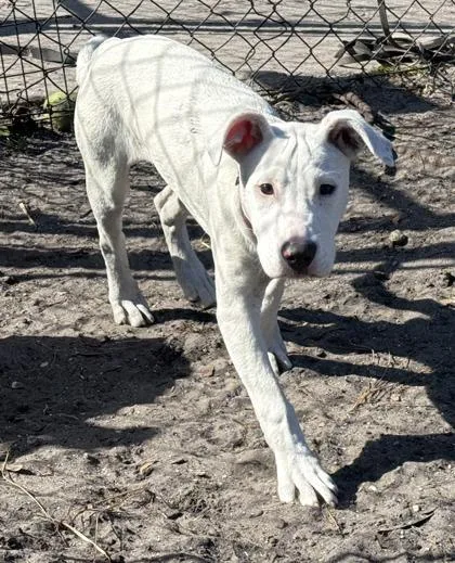 A baby small-sized female Terrier dog named Luna for adoption in Palm Coast, FL