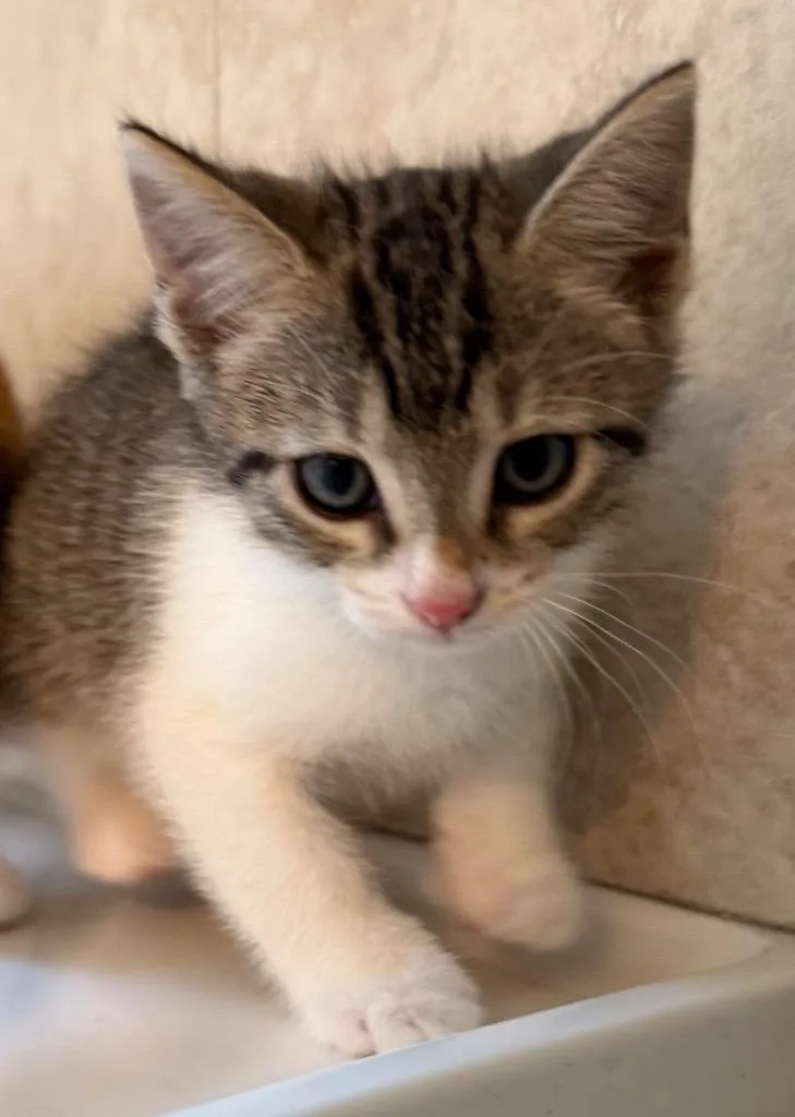 A baby medium-sized male Domestic Short Hair cat named Schnitzel for adoption in Evans, GA