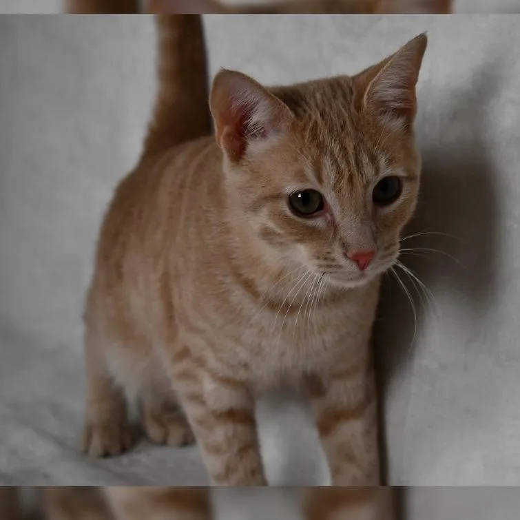 A young medium-sized male Orange / Red Domestic Short Hair cat named Puff for adoption in Johnson City, TN