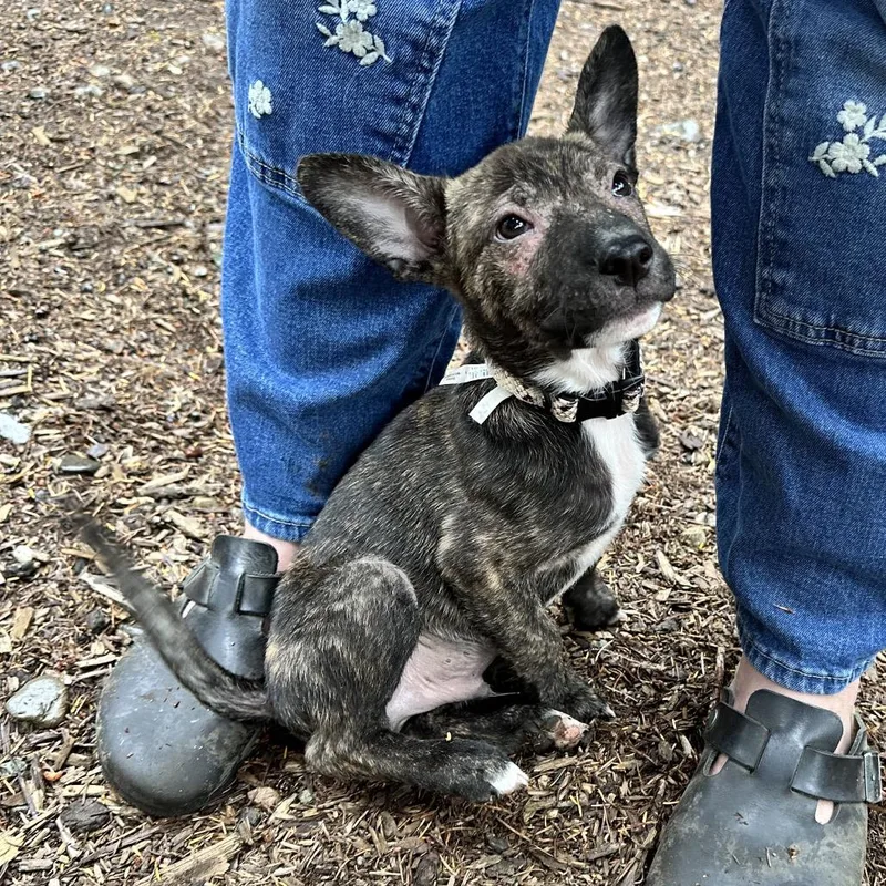 A baby small-sized male Brindle Collie dog named Howdy for adoption in Bellingham, WA