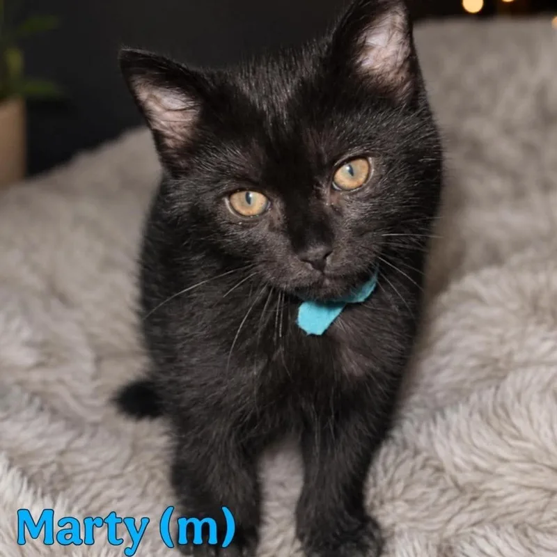 A baby small-sized male Black Domestic Medium Hair cat named Marty for adoption in Fremont, NE