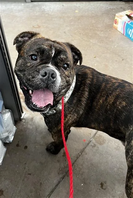 A young medium-sized male Mixed Breed dog named Viktor for adoption in Dallas, TX