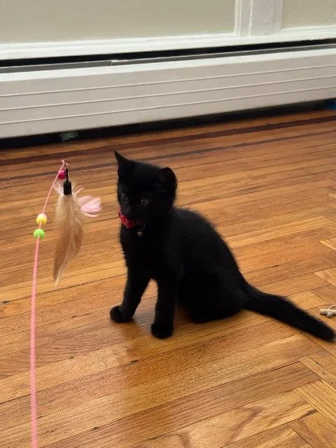 A baby medium-sized female Domestic Short Hair cat named Nikke for adoption in Pawtucket, RI