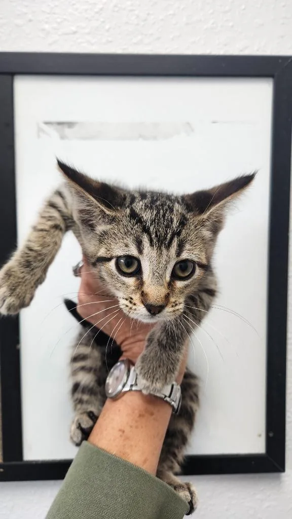 A baby small-sized female Domestic Short Hair cat named Stevie for adoption in Brookings, OR