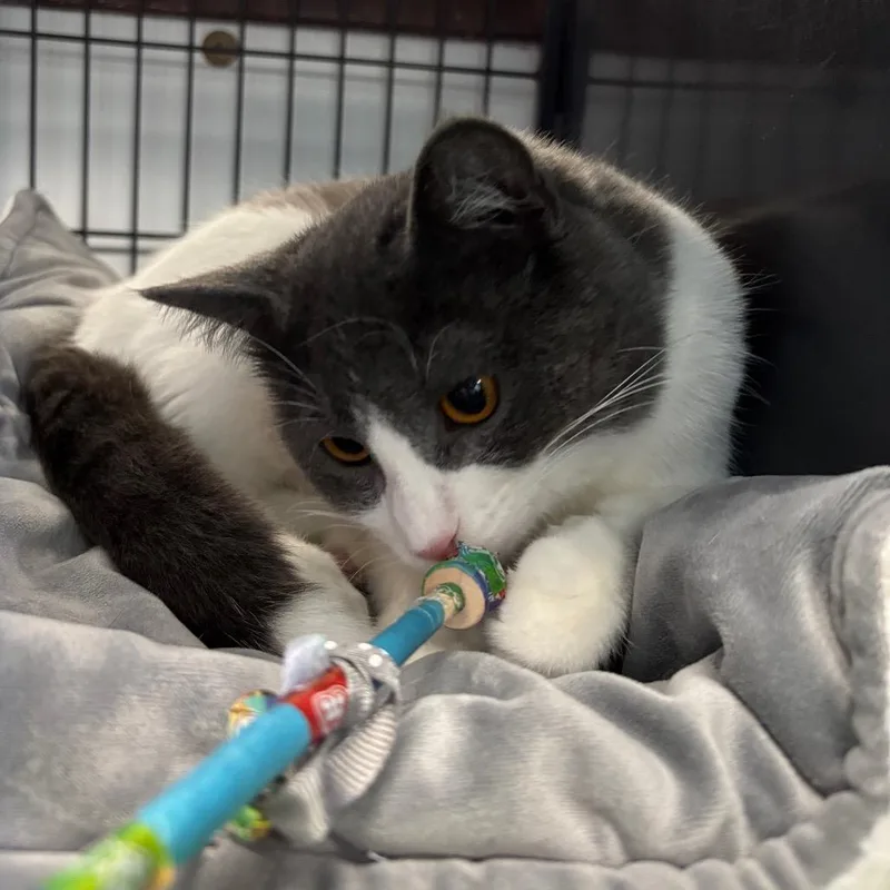 Pink Cashmere thumbnail 2