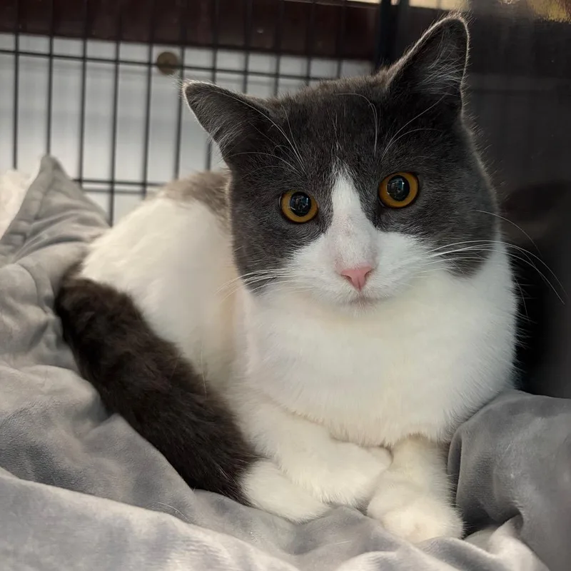 Pink Cashmere thumbnail 3