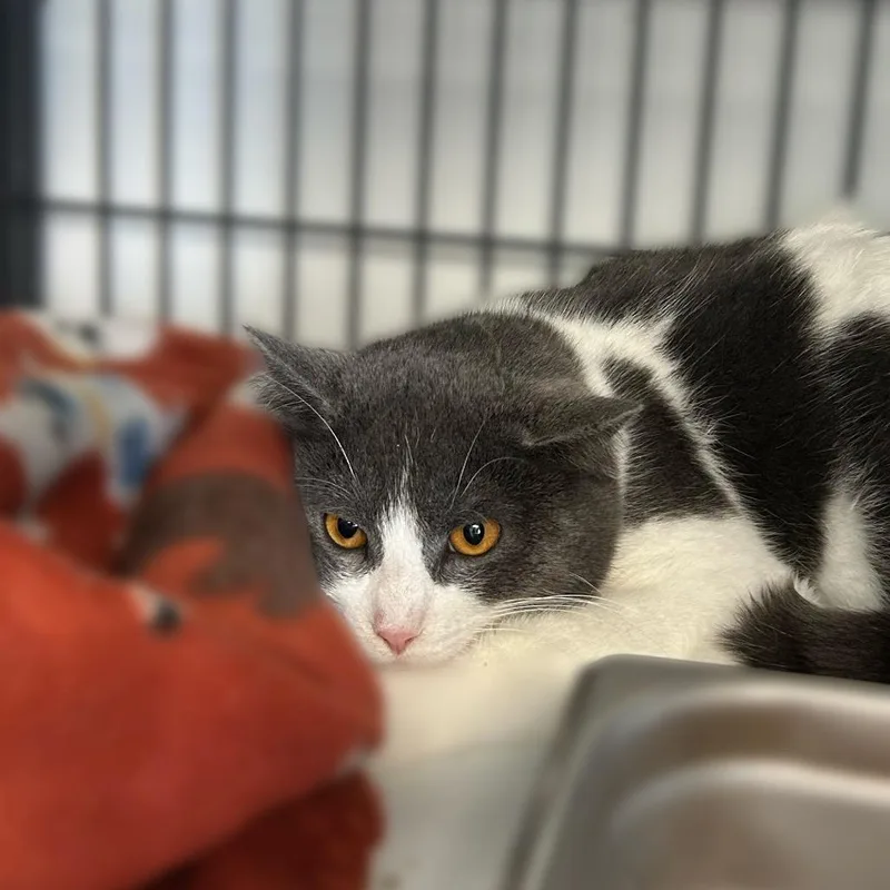 Pink Cashmere thumbnail 4