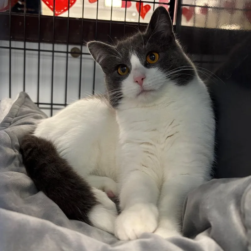 Pink Cashmere thumbnail 5