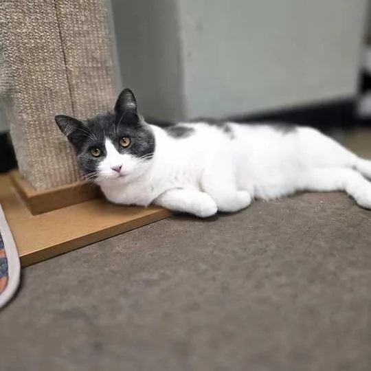 Pink Cashmere thumbnail 6