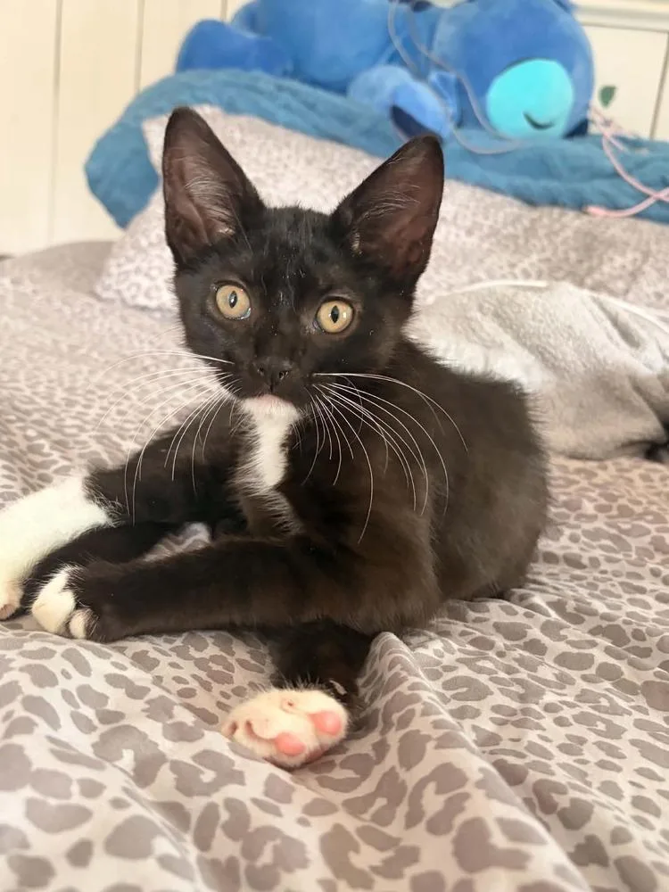 A baby small-sized male Black & White / Tuxedo Domestic Short Hair cat named Mike for adoption in Breinigsville, PA