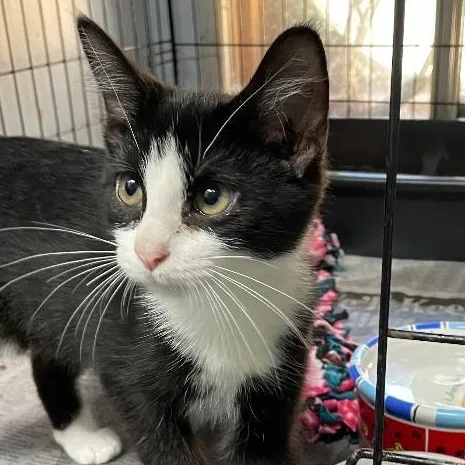 A baby medium-sized male Black & White / Tuxedo Domestic Short Hair cat named Danny for adoption in Spencer, IN