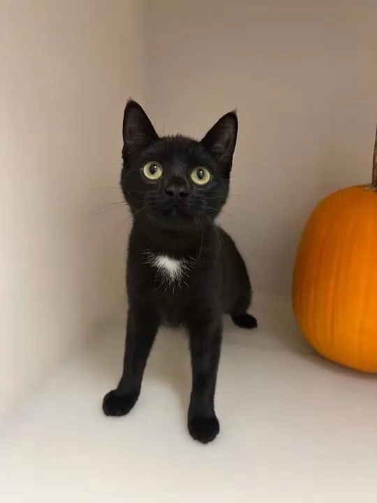 A young medium-sized female Domestic Short Hair cat named Buggy for adoption in Howes Cave, NY