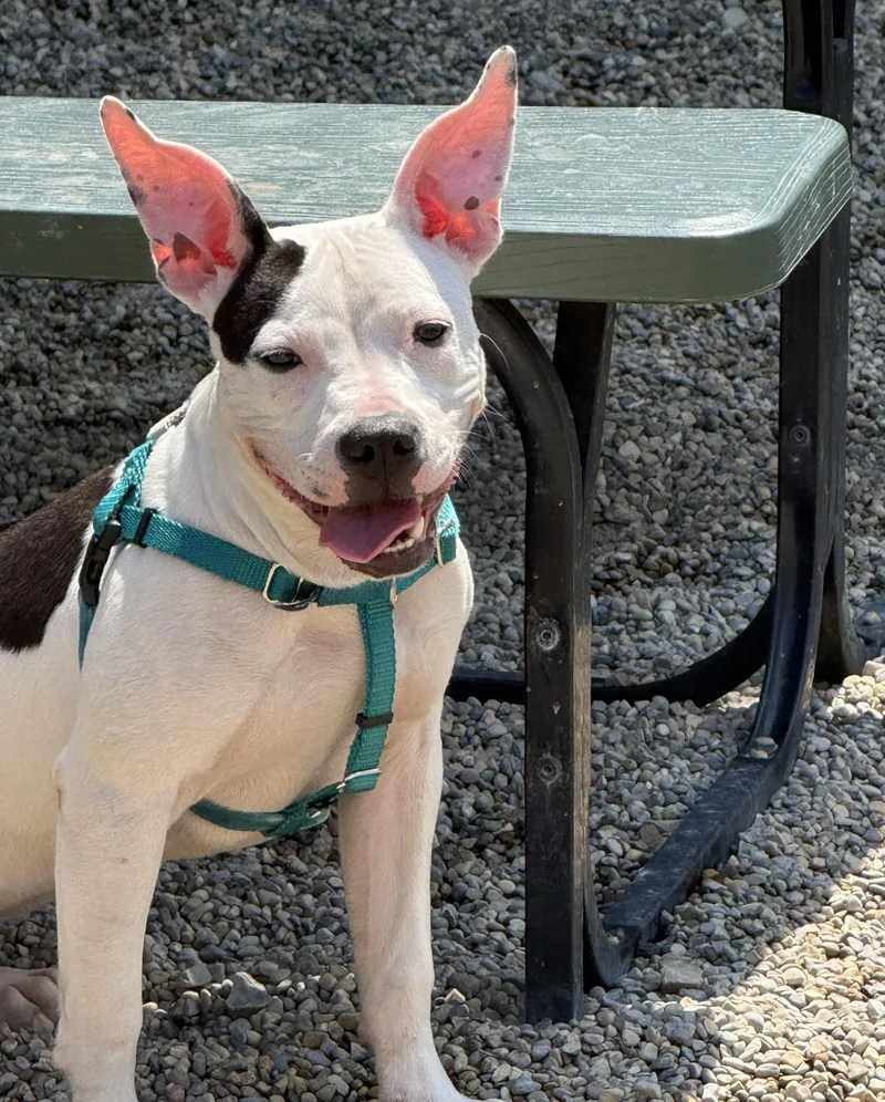 A young medium-sized female White / Cream Pit Bull Terrier dog named Moo Moo for adoption in Detroit, MI