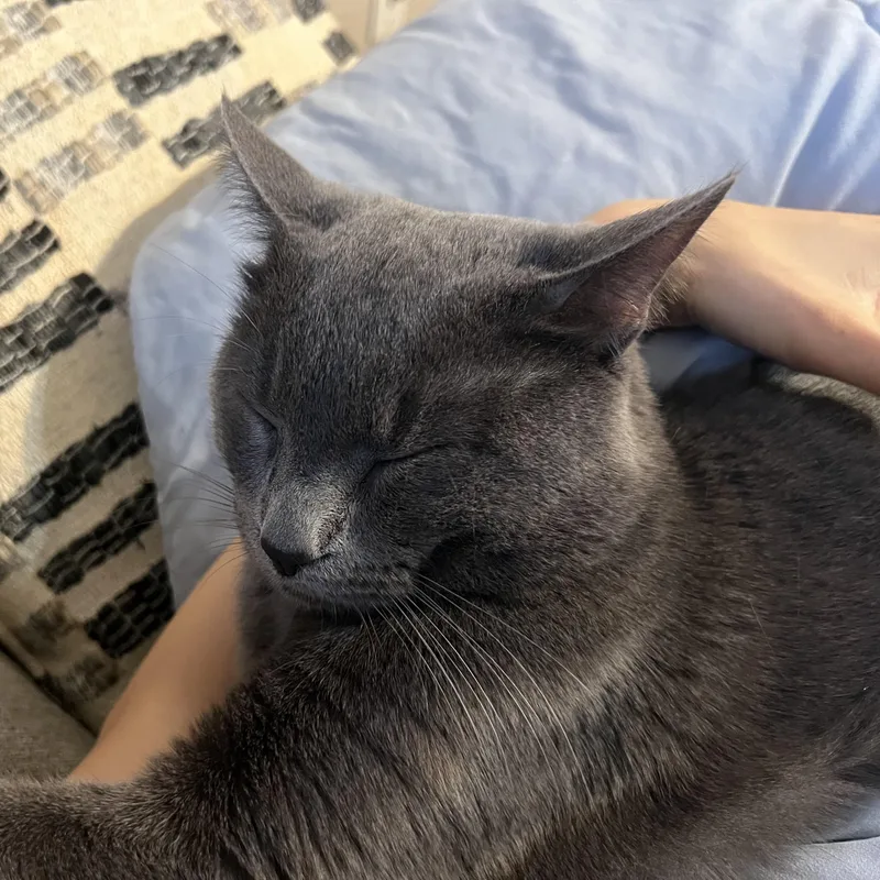 A young small-sized male Gray / Blue / Silver Russian Blue cat named Panini for adoption in Bentonville, AR