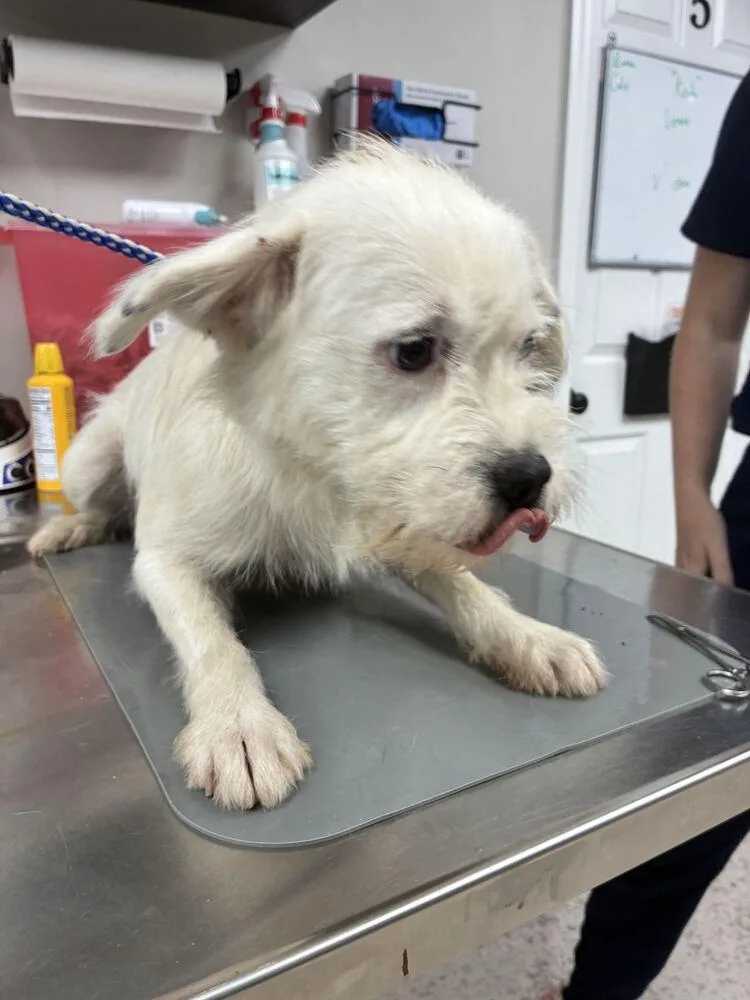 A young small-sized male Terrier dog named Kiwi for adoption in Marietta, GA