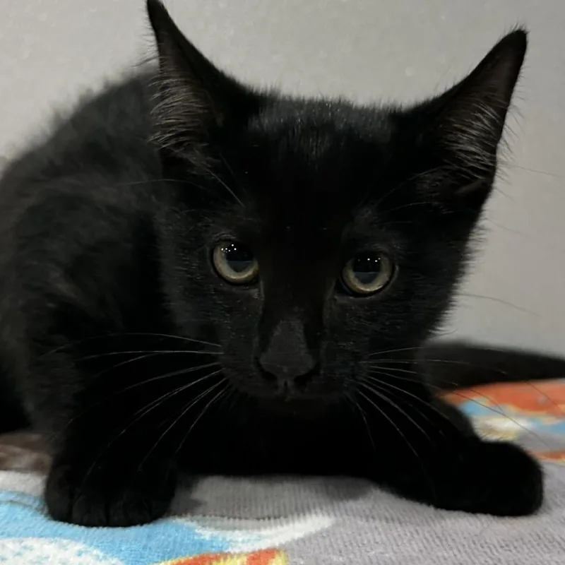 An adult medium-sized male Black Domestic Short Hair cat named Mac for adoption in Clearwater, FL