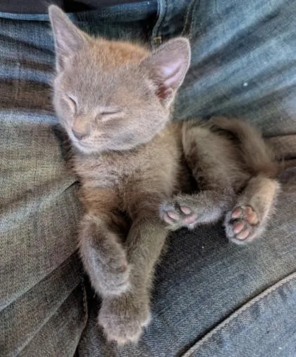 A young small-sized male Domestic Short Hair cat named Tadpole for adoption in Quakertown, PA