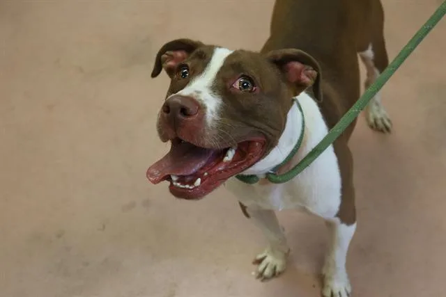 A young large-sized male Mixed Breed dog named Ken for adoption in Columbia, SC