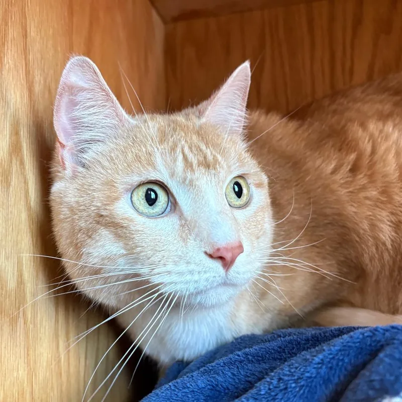 An adult large-sized male Buff / Tan / Fawn Domestic Short Hair cat named Duncan for adoption in Bentonville, AR