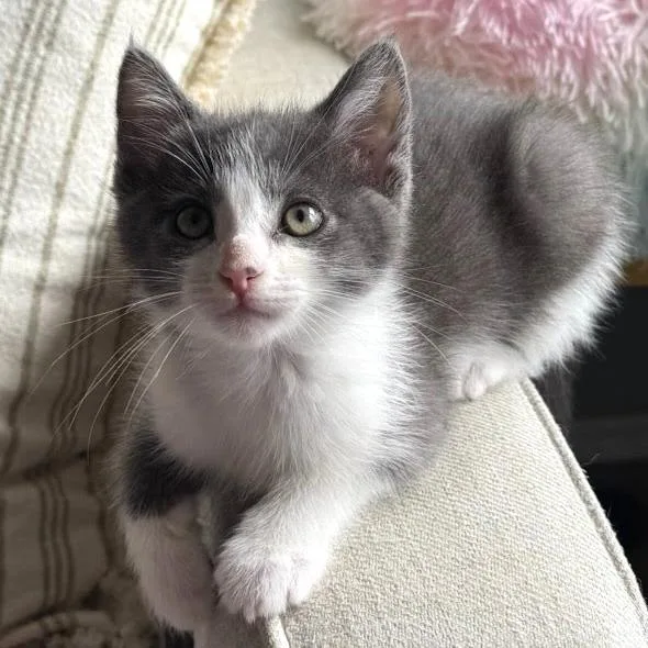 A baby small-sized male Gray / Blue / Silver Domestic Short Hair cat named Marty for adoption in Costa Mesa, CA
