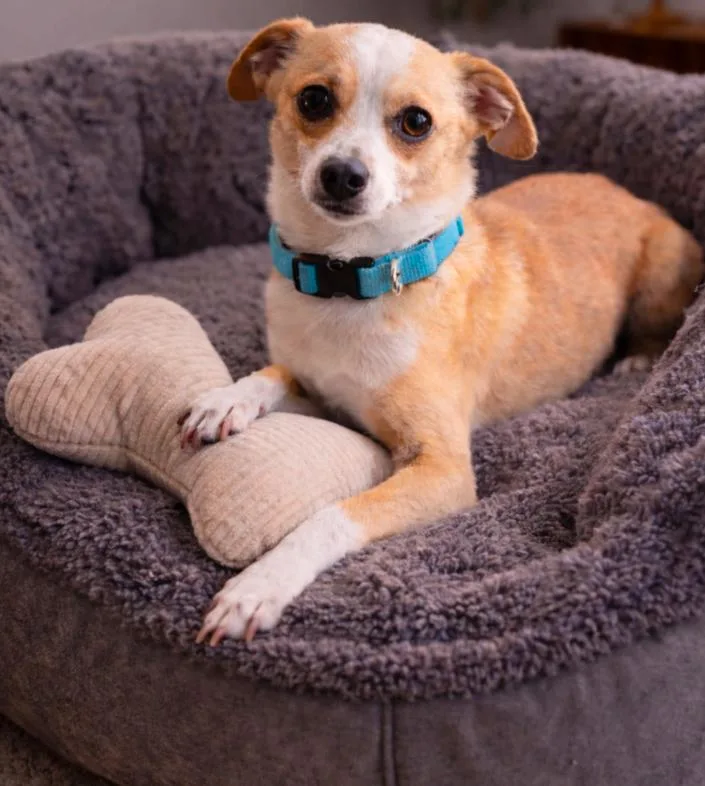 An adult small-sized male Apricot / Beige Chihuahua dog named Peanut for adoption in Los Angeles, CA