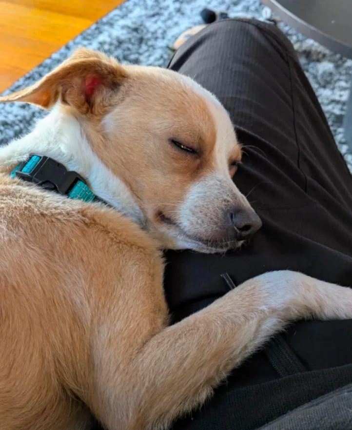 Peanut thumbnail 2