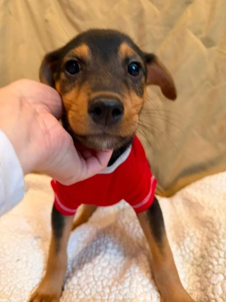 A baby medium-sized male Brown / Chocolate Mixed Breed dog named Immunity for adoption in Scranton, PA