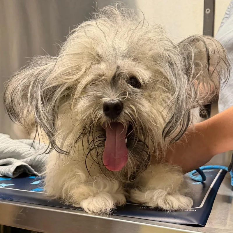 A young small-sized male Yellow / Tan / Blond / Fawn Shih Tzu dog named Valentino for adoption in Providence, RI