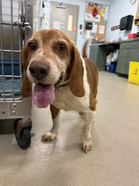 A senior medium-sized male Beagle dog named Muffin Man for adoption in Millersville, MD