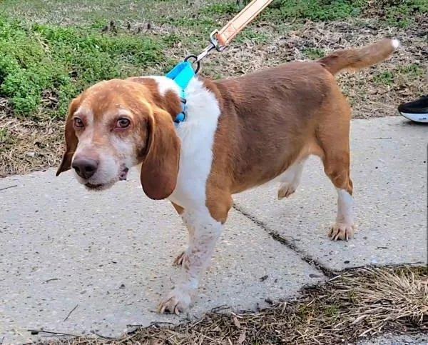 Muffin Man thumbnail 2