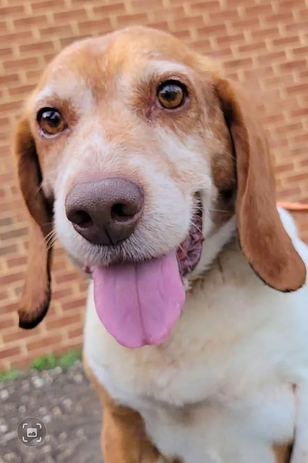 Muffin Man thumbnail 3