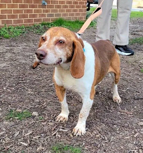 Muffin Man thumbnail 4